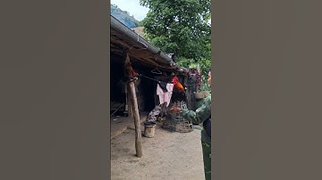 gà rừng gáy giọng rừng rất hay.qaib qus qua zoo