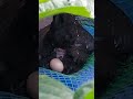 See -  chicken laying egg