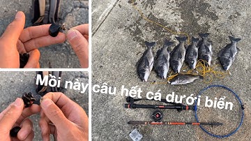 Cách câu cá tráp ( cá hanh ) bằng mồi vẹm | Câu cá tráp ở Nhật bằng mồi vẹm | GĐCT