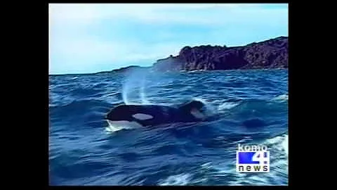 KOMO 4 News (ABC Seattle)" "Keiko Dies in Norway" (1:04)