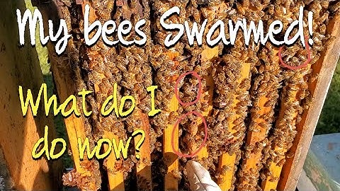 Post Swarm Box Inspection | What do I do after a swarm?