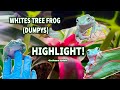 Whites tree frogs highlight along with their thriving bioactive enclosure