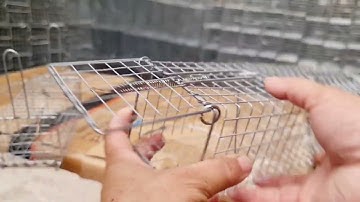 Lồng bẫy chuột 2 cửa vào. Lồng bẫy chuột đường mòn. Lồng bẫy chuột đàn. Lồng bẫy chuột đồng.