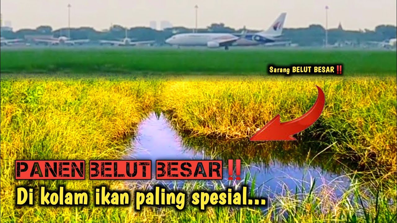 TAK DI RAGUKAN LAGI‼️ KOLAM INI MEMANG JADI SARANG BELUT BESAR
