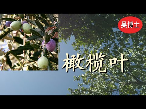 79. 补充橄榄叶提取物有什么健康好处? | What are the benefits of supplementing olive leaf extract?