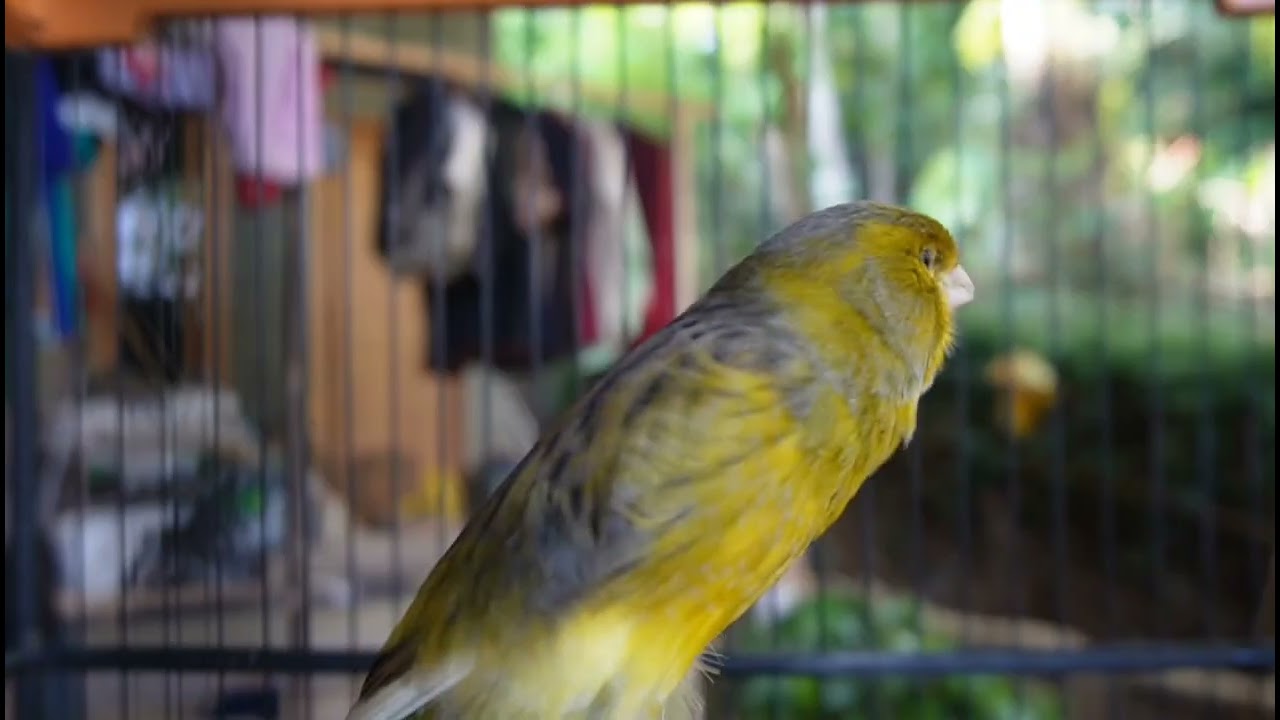 Powerful Canary singing  ||| Stimulate your male Canary to chirp nonstop !