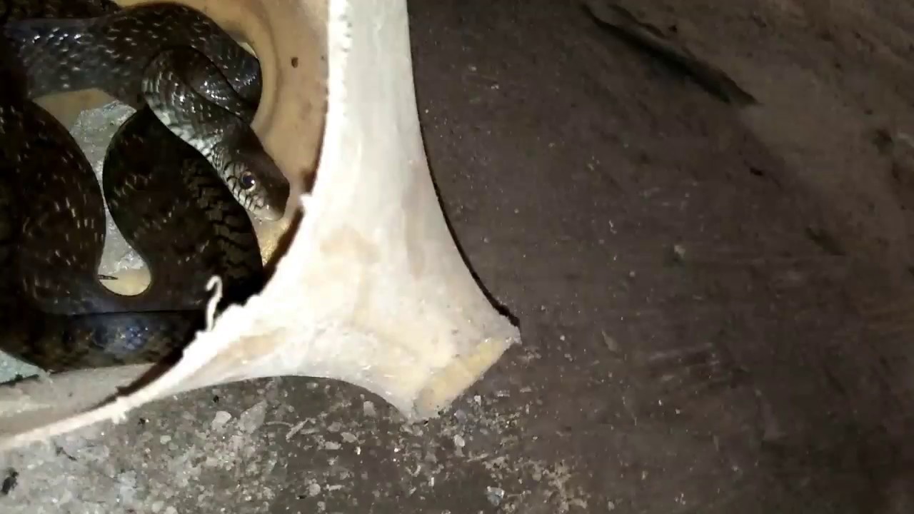 video editing software free छोटा साप छोटि जगह मे छुपा(PG) 7756869583