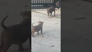 12 Year Old Pitbull Meets 10 Week Old Bully For The First Time