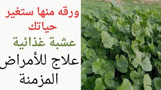 عشبة الخبيزه/فوائد الخبيزه/اعشاب طبيه/اعشاب بريه/زراعة نبات الخبيره