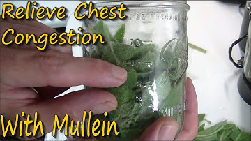 How To Make Mullein Tincture & It