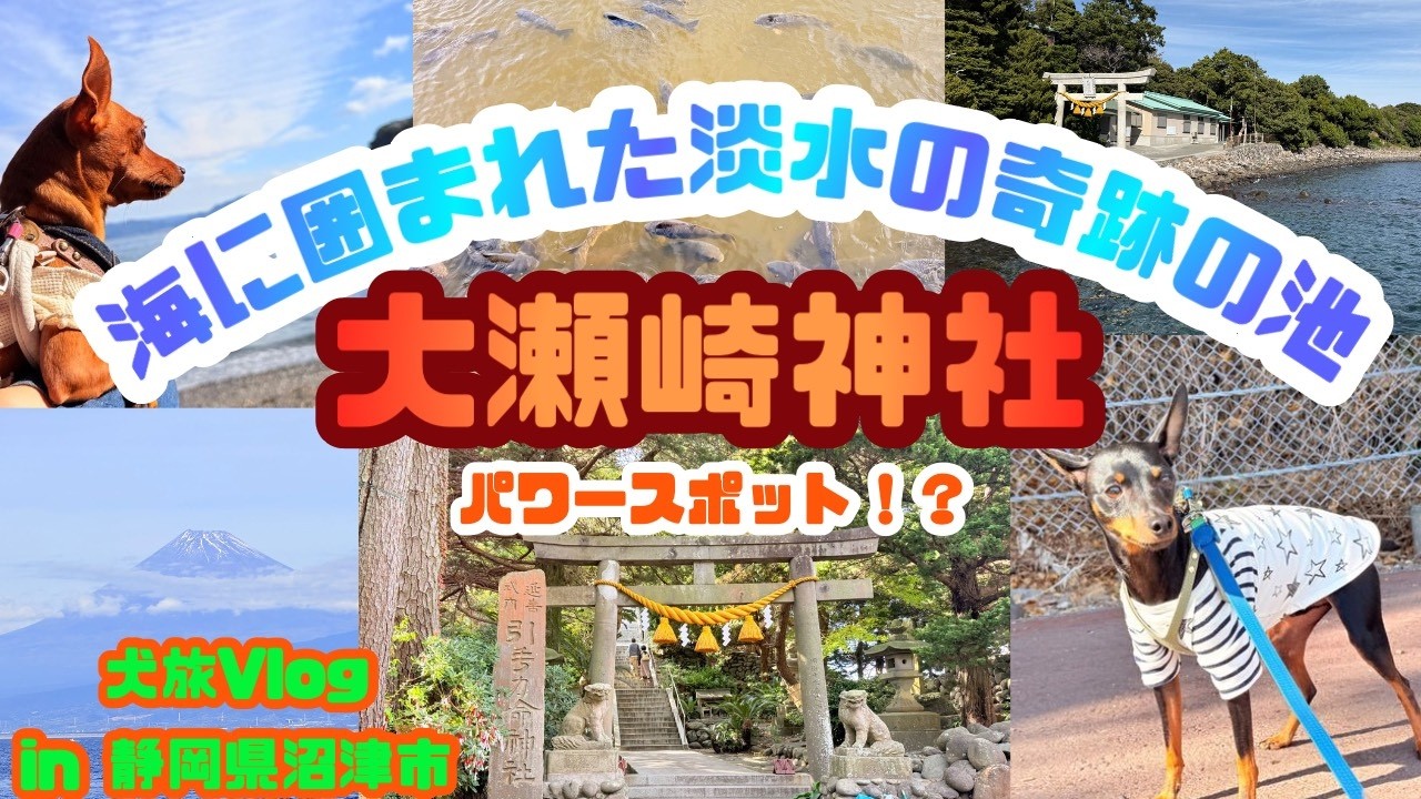 【犬旅Vlog in 静岡県沼津市】大瀬崎海岸で神秘体験＆川の駅でドッグマルシェ