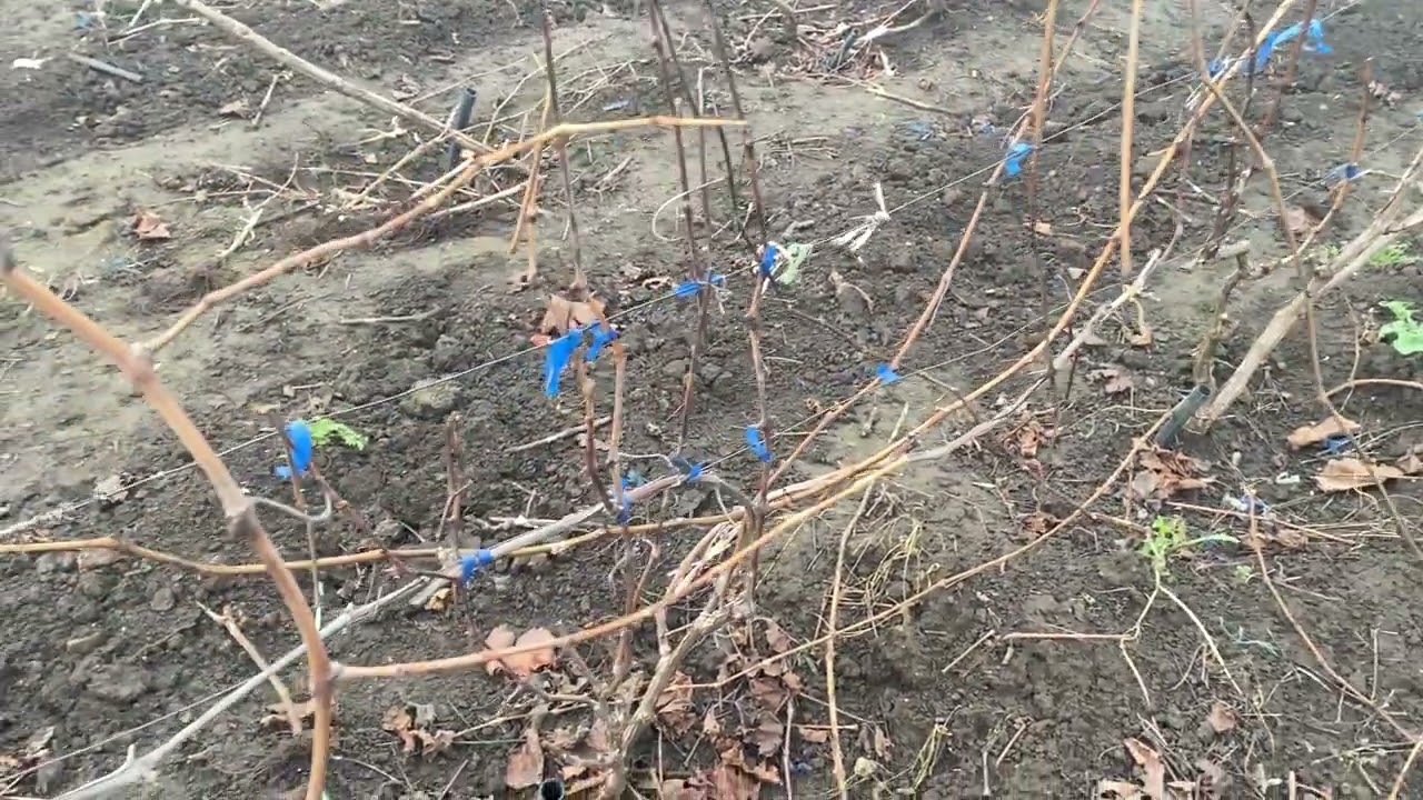 А эти на удаление!! Формы винограда, которые по разным причинам меня не устраивают, за несколько лет