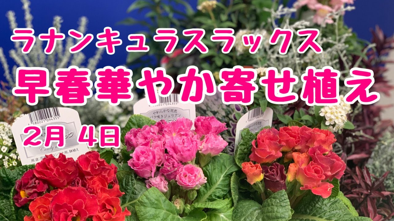 ラナンキュラスラックスを使って早春の華やかの寄せ植え #プランツ