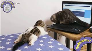 Котята Смотрят Видео Про Белок И Птиц Котята Смотрят Видео Про Белок И Птиц