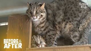 Rescue Wildcats Sit All Day With Prey In Front | Before & After Makeover Ep 30