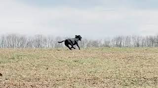 Adorabull Lord Of The Rings