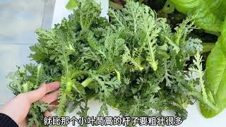 摘菜时间到 在楼顶自己种的有机蔬菜摘不够 也吃不够 摘菜时间到，在楼顶自己种的有机蔬菜摘不够，也吃不够，今天采摘了菠菜、中叶茼蒿、儿菜、油菜苔、白菜苔、5个鸡蛋。#纯天然绿色蔬菜 #我的小菜园 #楼顶