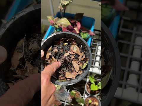 Каладиум - посадка клубней и уход