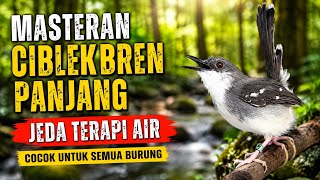 MASTERAN CIBLEK BREN PANJANG 🔥 Jeda Terapi Air | Cocok untuk Pleci, Ciblek & Semua Burung Kicau