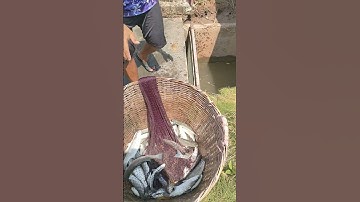 về vuông tôm Năm Căn Cà Mau