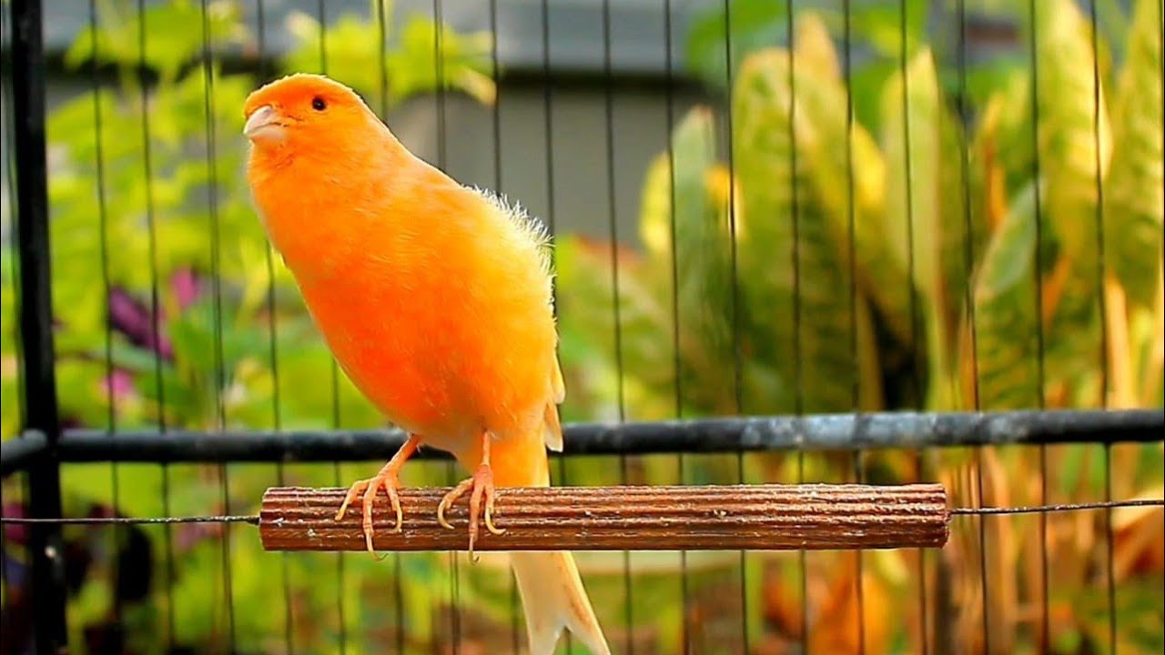 أفضل تغريد كناري يستخدمه المربون لتعزيز الانسجام بين الأزواج وتحفيزها على التزاوج داخل الأقفاص