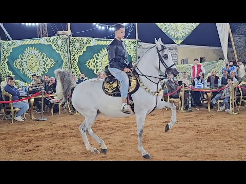 رقص خيل اصغر مدرب في مصر محمد هشام سرحان و فرفشة الداوود حفلة محمد عاشور
