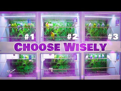 Top 3 Talking Parrot you can get for Cheap