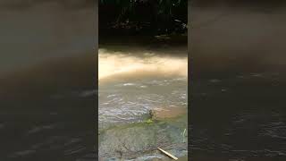 dapat anakan ikan masheer #shortsvideo #shortvideo