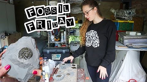 Fossil Friday 🦕🐚⛏️