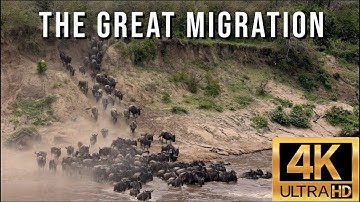 The Great Migration - Wildebeest Migration from the Serengeti to the Masai Mara, Crossing Mara River