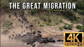 The Great Migration  Wildebeest Migration from the Serengeti to the Masai Mara, Crossing Mara River