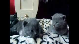 les chatons d&#39;urvana.wmv