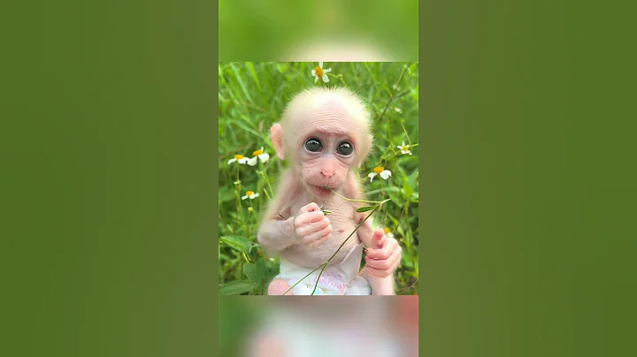 Baby monkey Xuzi loves playing in the park! #cutemonkey #babymonkey #monkeyxuzi