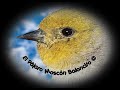 🕊️ Canto del Pájaro Moscón Baloncito 🕊️