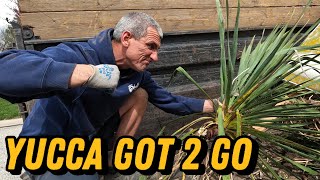 How to Remove Yucca Plants Permanently (Stop Them Growing Back!)