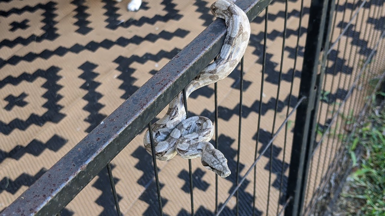 Belize Wildlife Camera | Catch - Release - Relocation of Small Boa in Belize