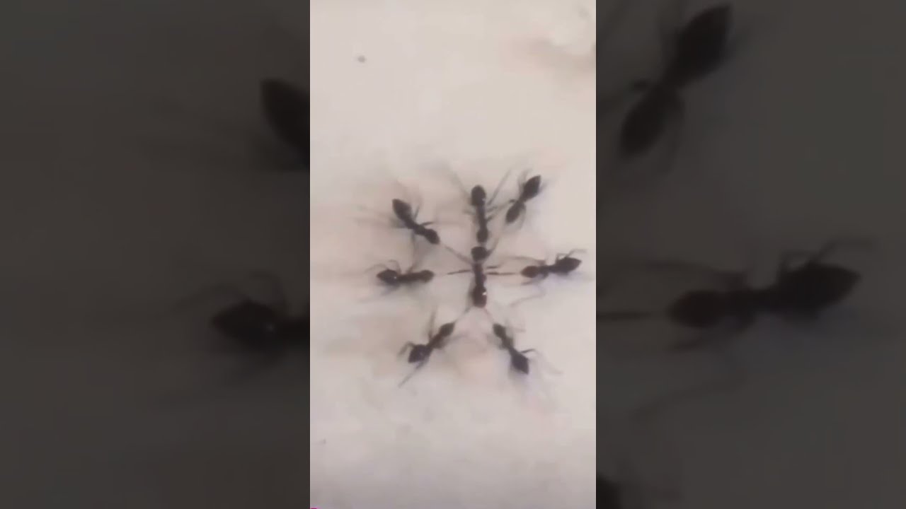 Ant Prank Gone Wrong