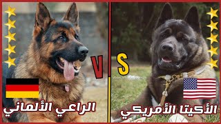 مقارنة شاملة بين الراعي الألماني VS الأكيتا الأمريكي || German Shepherd VS American Akita