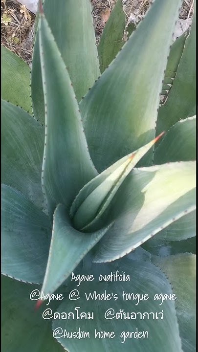 Whales tongue agave for sale