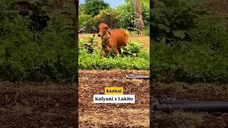 brazil gir breeding gir calf Masti | gir heaffer jumping to run in farm#short#viral#cow#trending