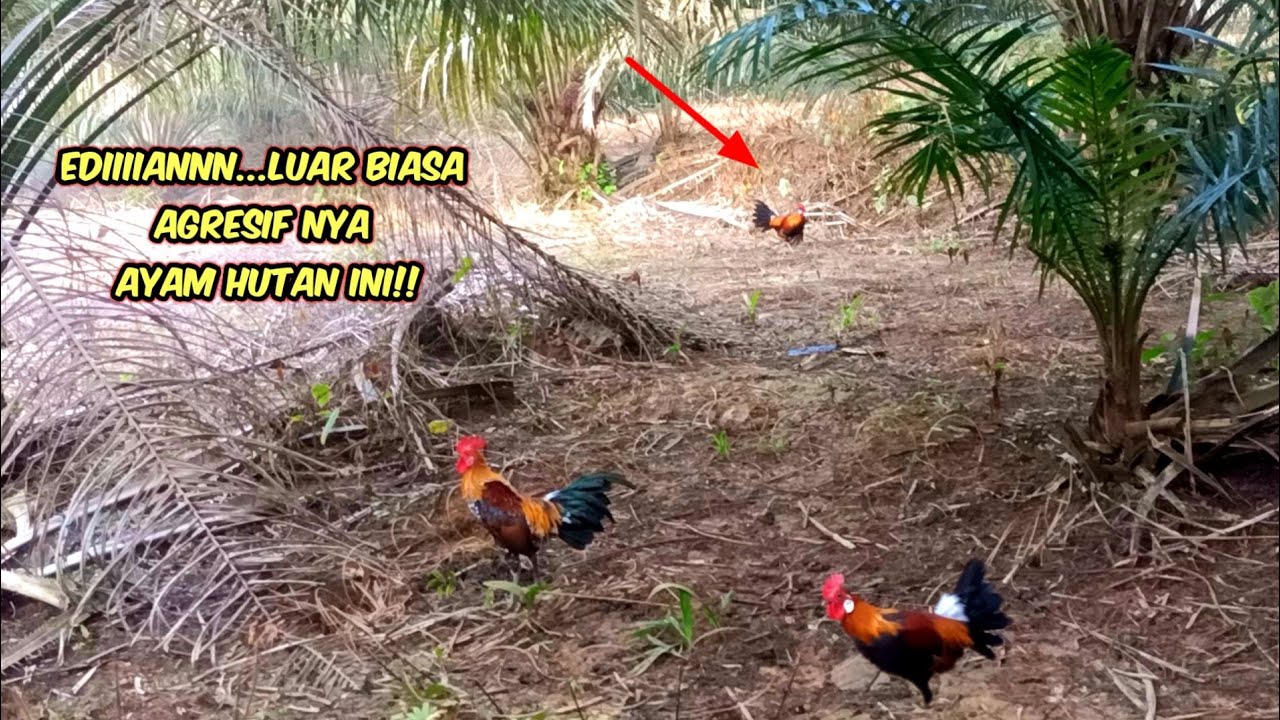 AYAM HUTAN LARI SERIBU BAYANGAN MENDENGAR KOKOK PIKAT BLOROK