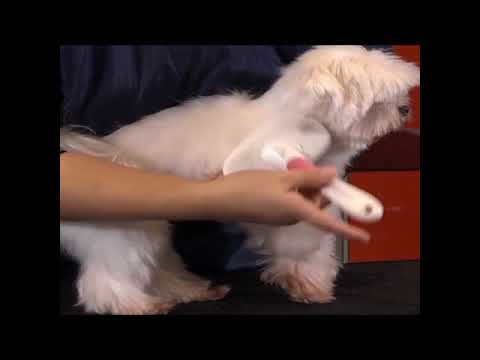 [꿀팁강좌]이민영 교수님의 애견 브러싱 강좌! pet brushing