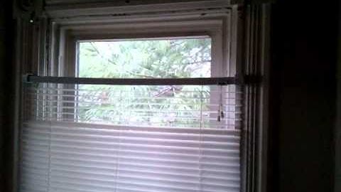 Dumb bird hittin my window