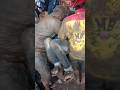 Bapak Baju Biru Kena Cocol Kuda Lumping !! Benjang Mekar Budaya
