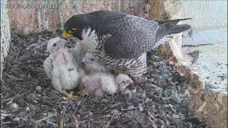 Osaka Peregrine Falcons/2024-04-24/ Mom checks on her chicks