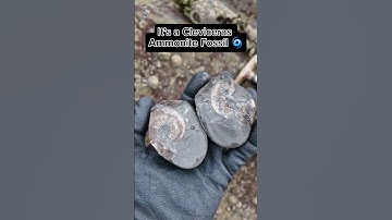 Beach popped Rock reveals Ammonite surprise! 🪨🔨🤩 #fossilhunting #fossils #shorts #coast #rock #sea