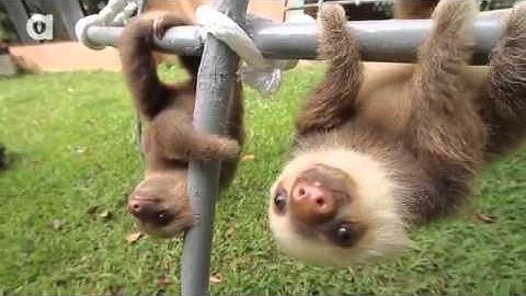 What Does A Sloth Say