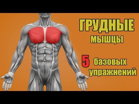 ГРУДНЫЕ МЫШЦЫ. 5 БАЗОВЫХ УПРАЖНЕНИЙ. + ОШИБКИ УБИВАЮЩИЕ ПРОГРЕСС!