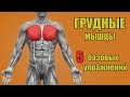 ГРУДНЫЕ МЫШЦЫ. 5 БАЗОВЫХ УПРАЖНЕНИЙ.  + ОШИБКИ УБИВАЮЩИЕ ПРОГРЕСС!