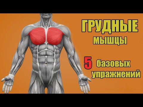 Видеоурок как накачать грудные мышцы